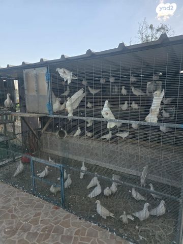 תמונת מודעה - חיות מחמד