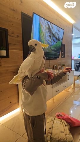 תמונת מודעה - חיות מחמד