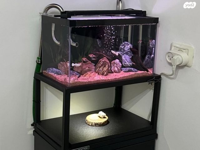 תמונת מודעה - חיות מחמד