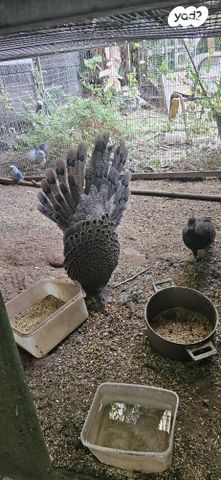 תמונת מודעה - חיות מחמד