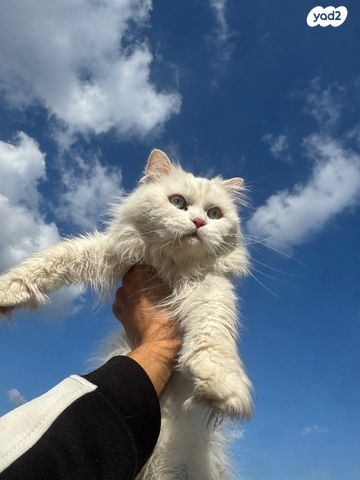 תמונת מודעה - חיות מחמד