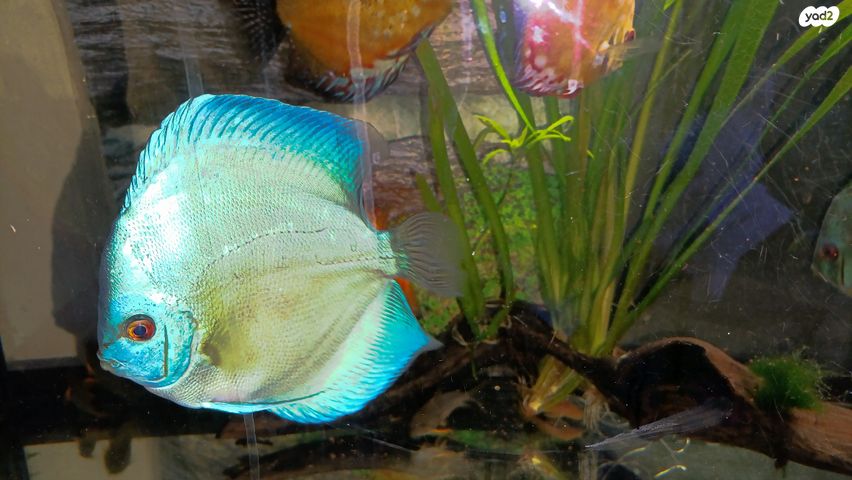 תמונת מודעה - חיות מחמד