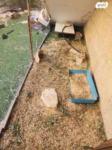 תמונת מודעה - חיות מחמד