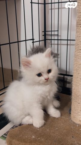 תמונת מודעה - חיות מחמד