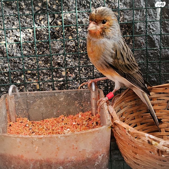 תמונת מודעה - חיות מחמד