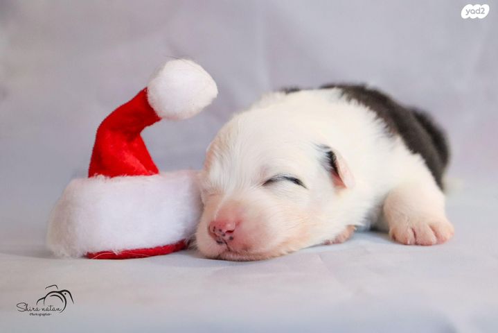 כלב רועים אוסטרלי