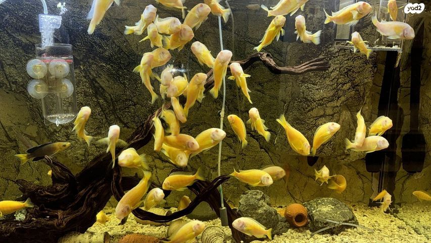 דג ציקלידים