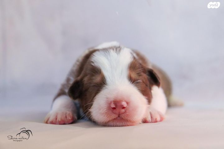 כלב רועים אוסטרלי