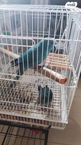 תוכי קאקריקים