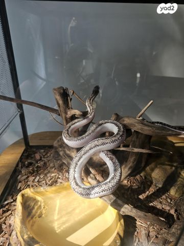 זוחל כרכן תירס