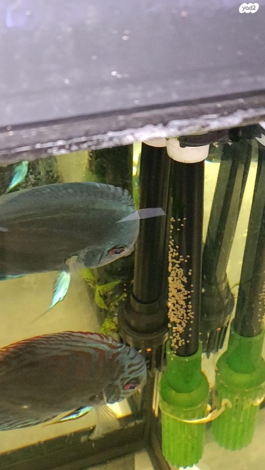 דג ציקלידים