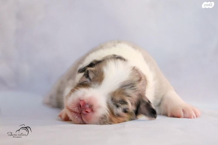 כלב רועים אוסטרלי