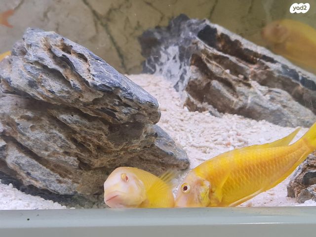 דג ציקלידים