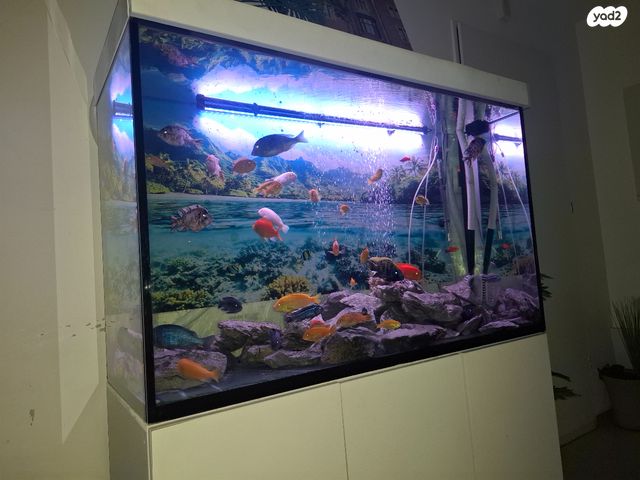 דג ציקלידים