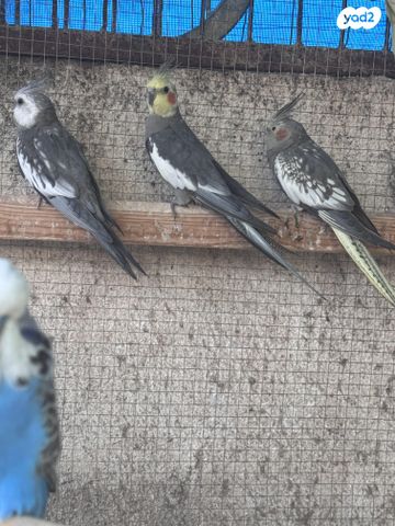 תוכי קוקוטייל