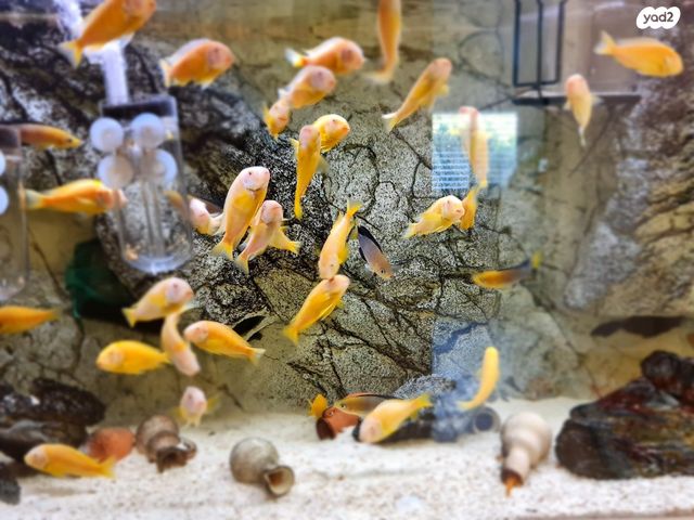 דג ציקלידים