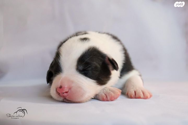 כלב רועים אוסטרלי