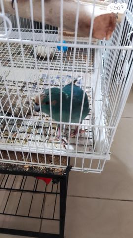 תוכי קאקריקים