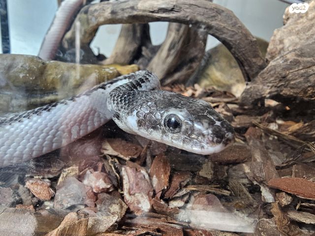 זוחל כרכן תירס