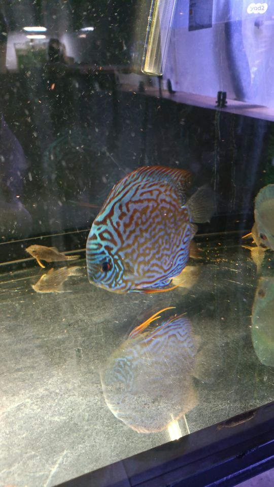 דג ציקלידים