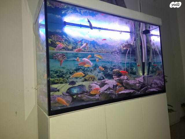 דג ציקלידים