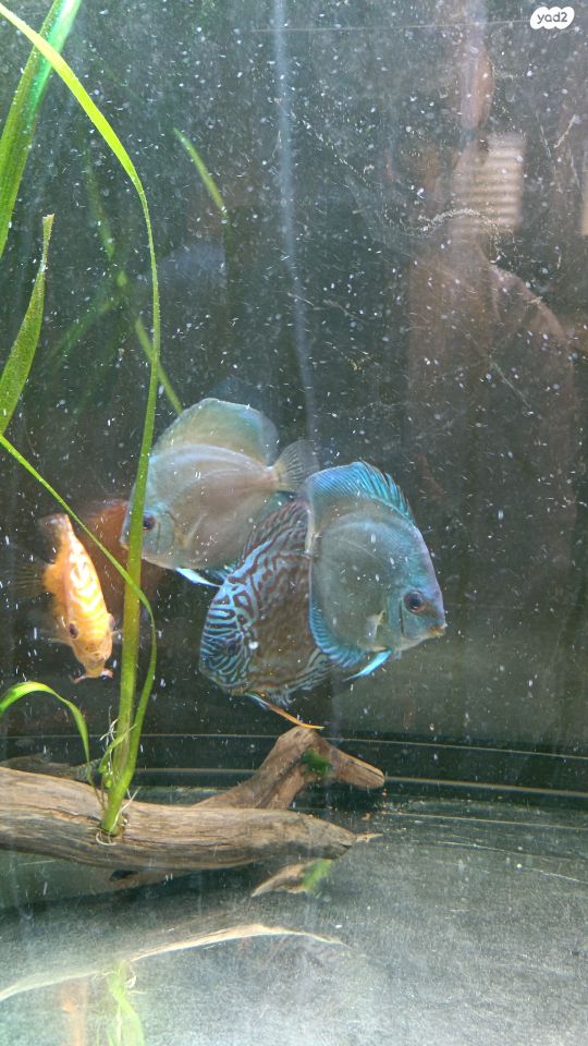 דג ציקלידים