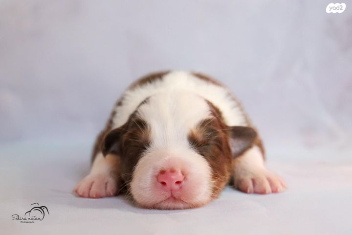 כלב רועים אוסטרלי