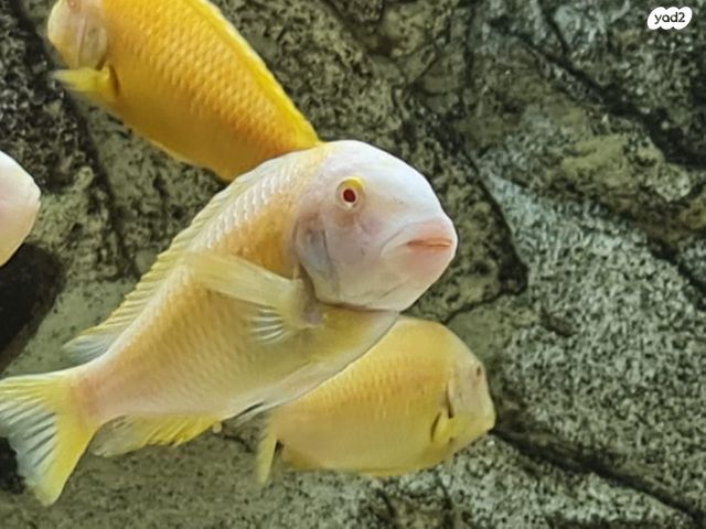 דג ציקלידים