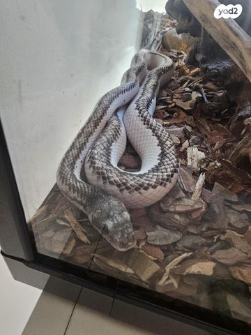 זוחל כרכן תירס