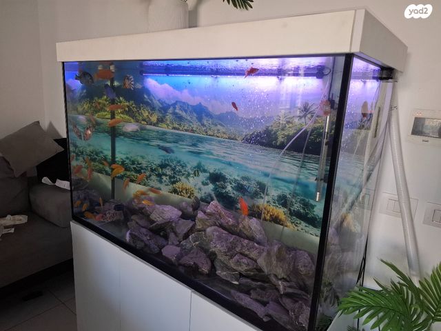 דג ציקלידים