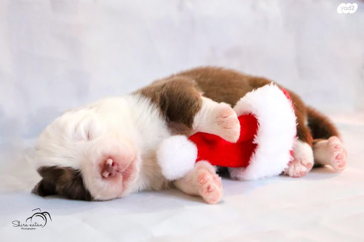 כלב רועים אוסטרלי