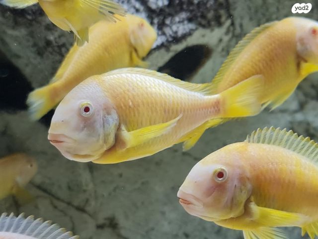 דג ציקלידים