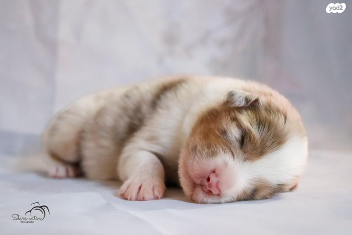 כלב רועים אוסטרלי