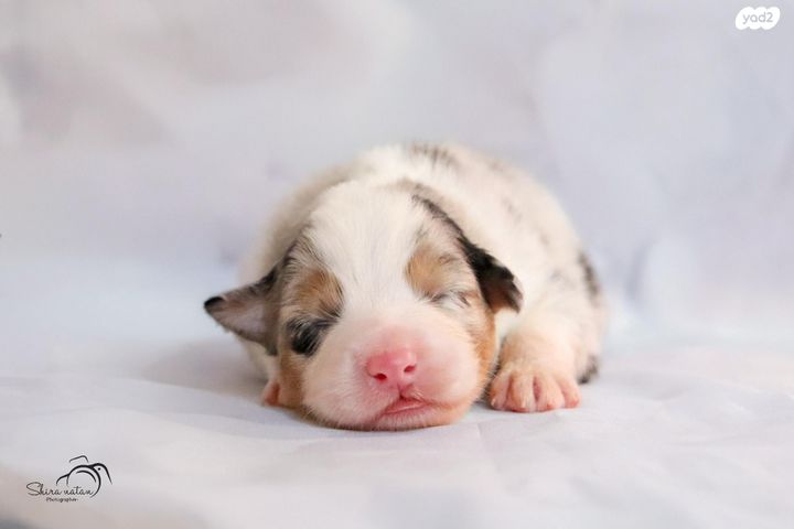 כלב רועים אוסטרלי