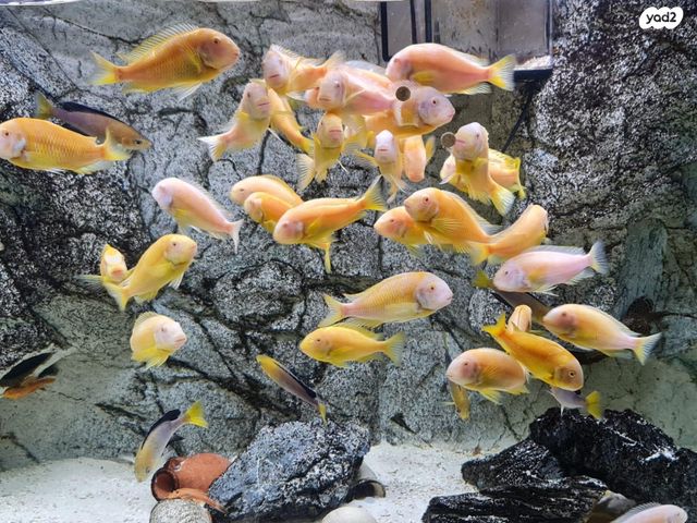 דג ציקלידים