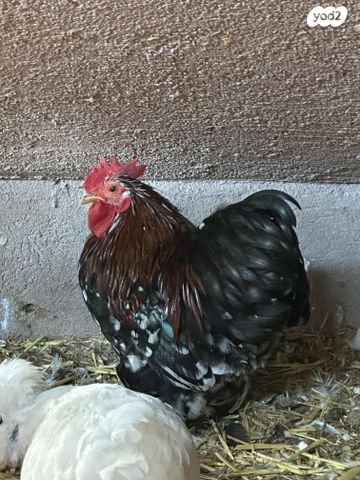 חיית משק פקין