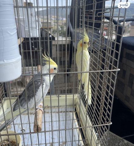 תמונת מודעה - חיות מחמד