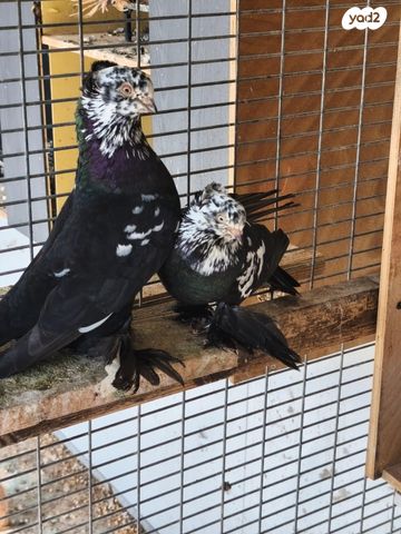 תמונת מודעה - חיות מחמד