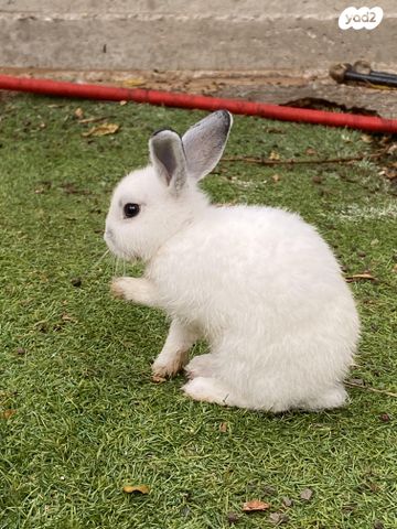 תמונת מודעה - חיות מחמד
