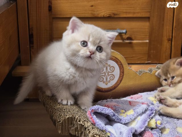 תמונת מודעה - חיות מחמד