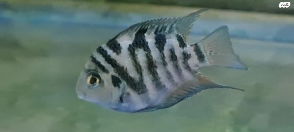 תמונת מודעה - חיות מחמד