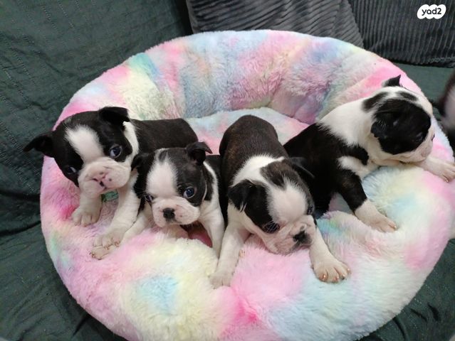 תמונת מודעה - חיות מחמד