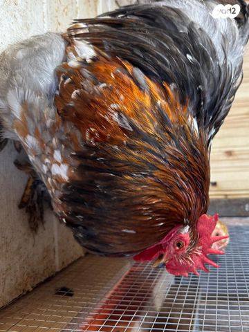 תמונת מודעה - חיות מחמד