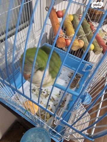 תמונת מודעה - חיות מחמד