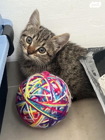 תמונת מודעה - חיות מחמד