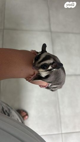 תמונת מודעה - חיות מחמד