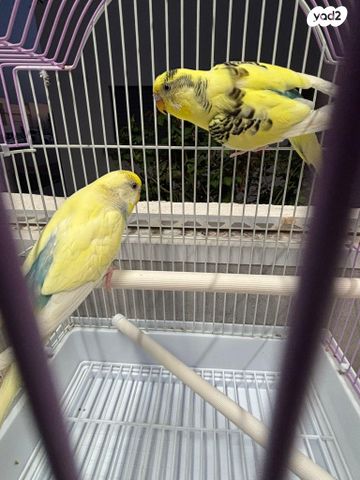 תמונת מודעה - חיות מחמד