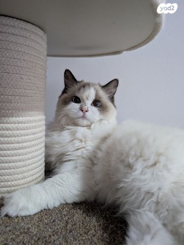 תמונת מודעה - חיות מחמד