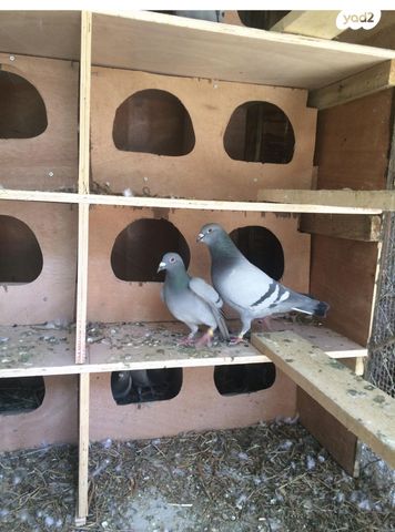 תמונת מודעה - חיות מחמד