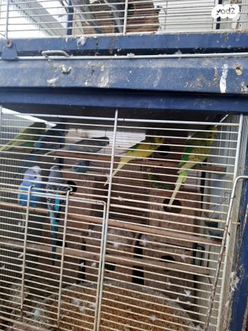 תמונת מודעה - חיות מחמד